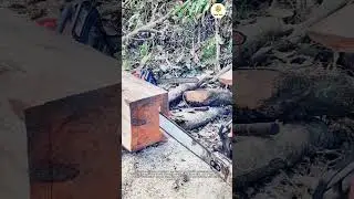 Mastering Chainsaw Skills for Effective Woodcutting: Satisfying Log Cutting Process