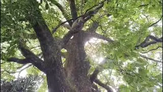 Terminalia bellirica, bahera,&nbsp;beleric&nbsp;&nbsp;bastard myrobalan @nature_bird1 
