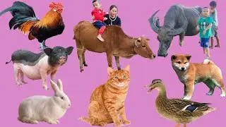 con bò - con chó - con trâu - con mèo - con lợn - các con vật - con gì đây - bé học con vật