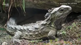 Rare Dinosaur Relative is Genetically Half-Way Between Mammals and Reptiles