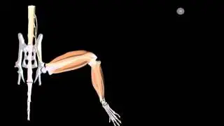 Stem cells and light restore paralysed muscles
