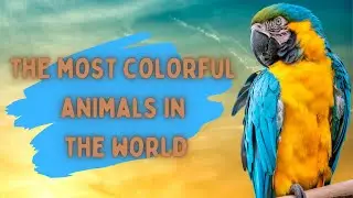 The Most Colorful Animals in the World