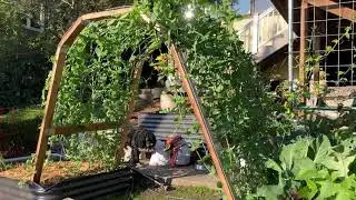 December Garden Update Zone 10a