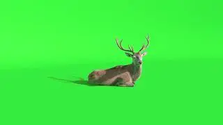 022   Green Screen   Chroma Key   Animal 4K   Deer 1