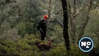 Sika hunt over Mia the indicating dog