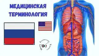 3 Digestive system Пищеварительная система | Russian English Bilingual Medical Terminology training