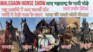 मालेगांव यात्रा #horseshow #dogshow #punganur #mudholhound #horse #marwarihorse #trending #viral 