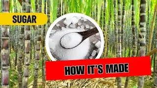 Sugar - How it's Made | Visit to Sugar Factory in Maharashtra