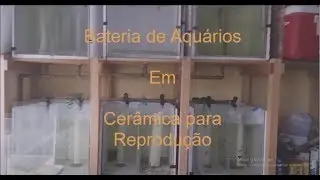 Bateria de aquários em cerâmica para reprodução