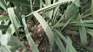 Garlic enters the bolting period