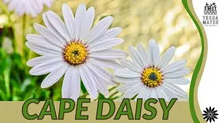 CAPE DAISY (Osteospermum ecklonia) Beauty Unveiled! 🌼
