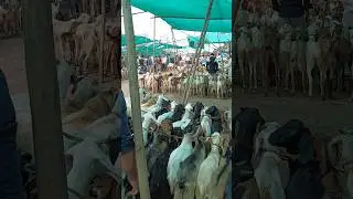 kalmana bakri market, nagpur #youtube #shorts