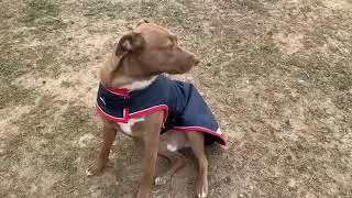 Rambo Waterproof Dog Blanket