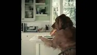 Funny pepsi dog advert