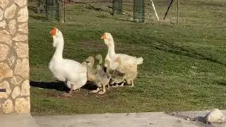 First encounter with the world and other geese.Holmogory goose hatching technique on Olympus farm.