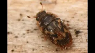 Glanskever Cryptarcha undata, op boomwond