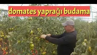 domates yaprağı budama