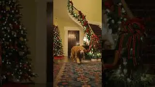 12.25.2025 Merry Christmas from Pancake at the Governor's Mansion