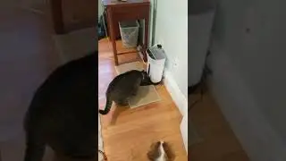 Arf Pets Automatic Pet Feeder Food Dispenser for Dogs, Cats & Small Animals &ndash; Features Distribution