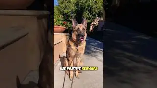 German Shepherd Training Tips for Beginners #dogfacts #germanshepherd #viralshorts
