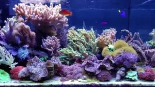 MikeC Soft Coral Reef Tank