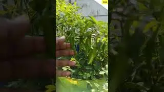 Growing tips to get lots of chillies in a single plant!!