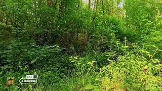 The ASMR song tit and warbler and chiffchaff sing through the wind in the forest