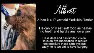 Meet two very special dogs - Albert & Elsie