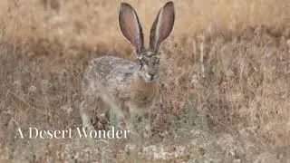 The Majestic Antelope Jackrabbit: A Relaxing Wildlife Journey