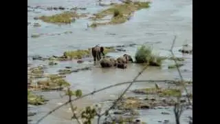 Elephants swimming in the Olifants River, Kruger National Park