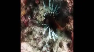 Marmion Marine Park Dive