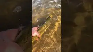 Wild Scottish Brown Trout 😍🎣
