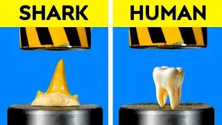 HUMAN TOOTH VS SHARK TOOTH UNDER HYDRAULIC PRESS VS MOST DURABLE DENTURES