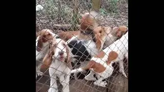 Sabueso Fino Colombiano Diamondblue Kennel whatsapp 3108742971