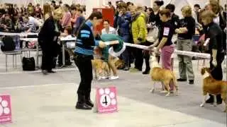 CACIB Новосибирск 9 декабря 2012