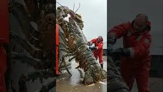 World's Biggest Lobster Ever Caught On Camera 🎥 #biggest #lobster #shorts