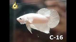 C-16 ไวท์แพลตตินั่ม
