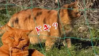 今日のみーちゃん　2026.1.13