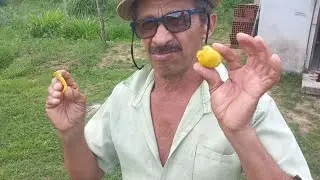 Os BENEF&Iacute;CIOS DA MACA&Iacute;BA!!![Fazenda Aero-terra]