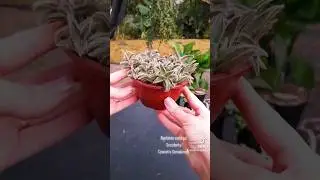 Suculenta Cyanotis Somalensis