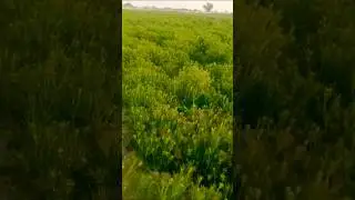 Rajasthani kisan jira ki kheti new viral video #Cumin farming #trending #farmslife #youtube #short 🌹