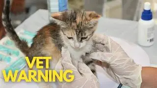 5 Warning Signs Your Cat Is Seriously Sick