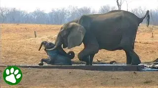 Elephant hero steps in to save baby when no one else did