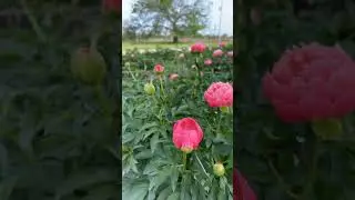 PINK PEONY #peonies #garden #gardening #peony #pinkpeony