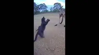 Tiny Guardians: Cat Saves Small Kitten From Kangaroo and Child from Rampaging Bull