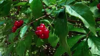 Cafe del bueno
