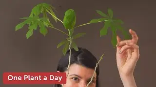 Manihot esculenta (Cassava) Houseplant Care &mdash; 153 of 365
