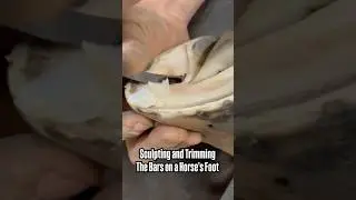Sculpting Bars on Horse&rsquo;s Hoof, Creating a Form of Art 🤌 ASMR Hoof Trimming