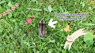 Прогулка Смузи на улице//