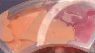 Bitter ASMR live